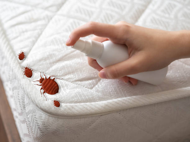 Professional Pest Control in Lamar, CO