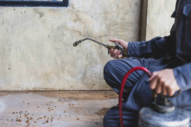 Best Rat Extermination Near Me  in Lamar, CO